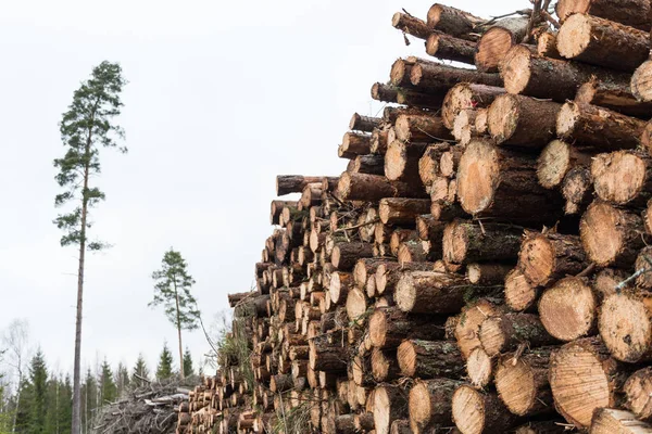 Pile de bois à pâte dans une forêt — Photo