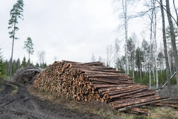 Pile de bois à pâte — Photo