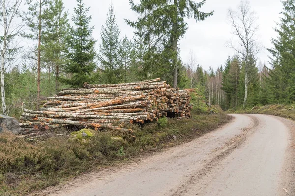 Birch pulpwood pile by roadside — Stock Photo, Image
