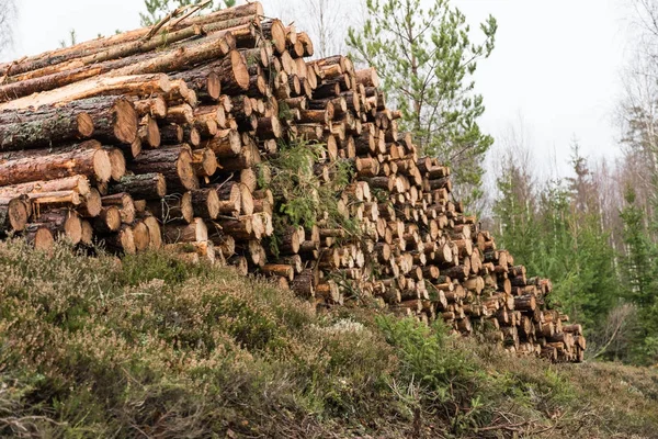 Woodpile dans une vue à angle bas — Photo