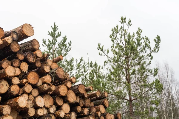 Pulpwood heap in a forest — Stock Photo, Image