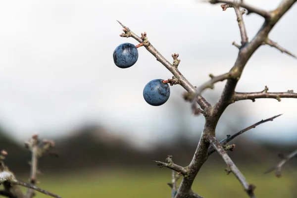 Fructe de păducel aproape — Fotografie, imagine de stoc