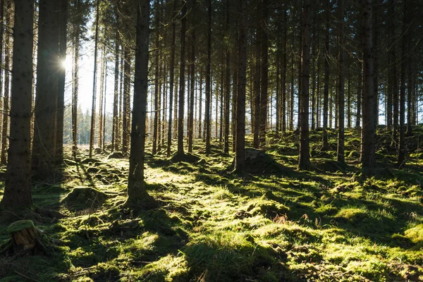 Forêt mousseuse rétro-éclairée — Photo