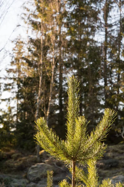 Sunlit young pine tree top — Stock Photo, Image