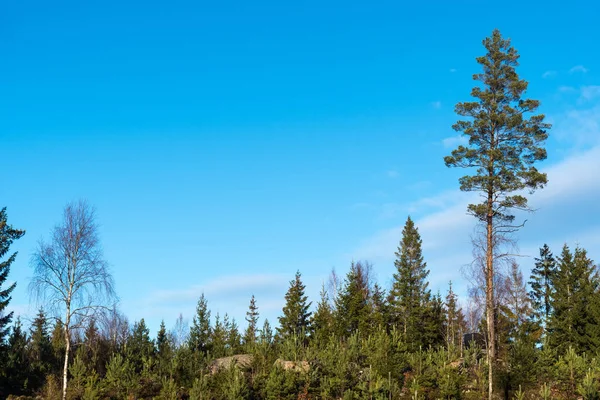 Pine tree plantation — Stockfoto