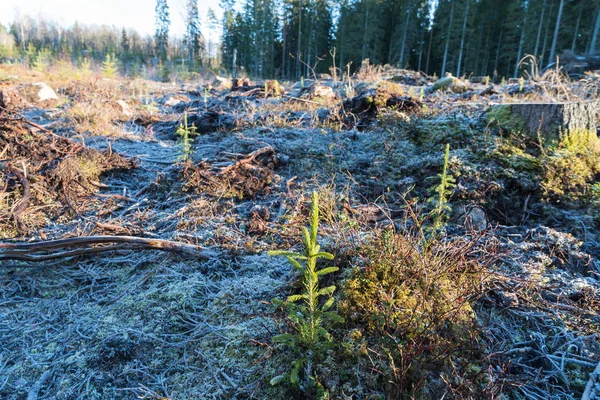 Återplantering med spruce plantor — Stockfoto