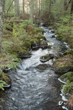 Küçük bir dere ile bozulmamış orman