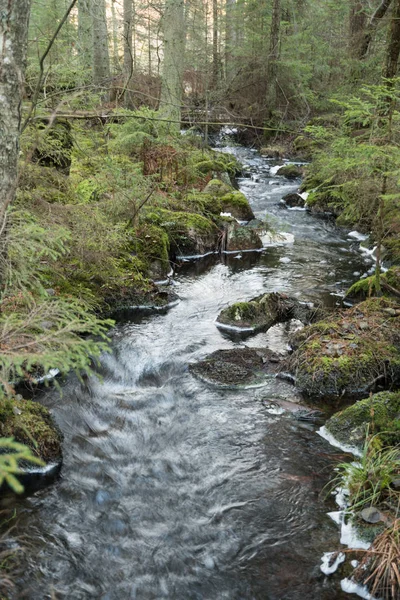 Floresta intacta com um pequeno riacho — Fotografia de Stock