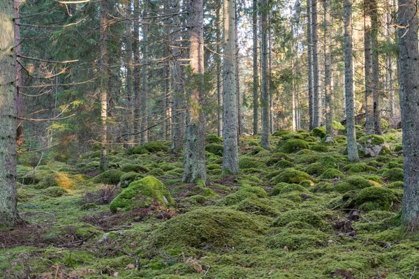 Foresta verde muschiata di conifere — Foto Stock