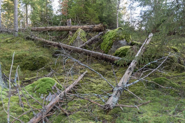 Gammal orörd skog — Stockfoto