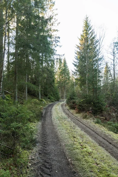 Camino de campo musgoso en un bosque —  Fotos de Stock