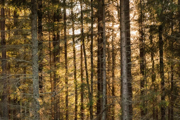Jehličnatý les s oranžové slunce — Stock fotografie