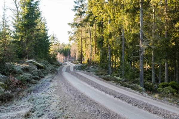 Mrazivý štěrková cesta v lese — Stock fotografie