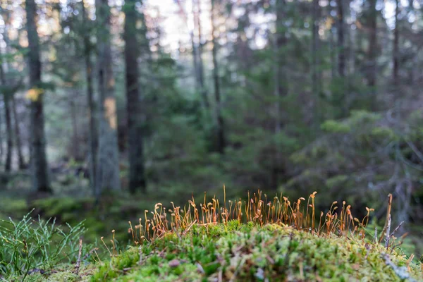 Moss zaden closeup Stockfoto