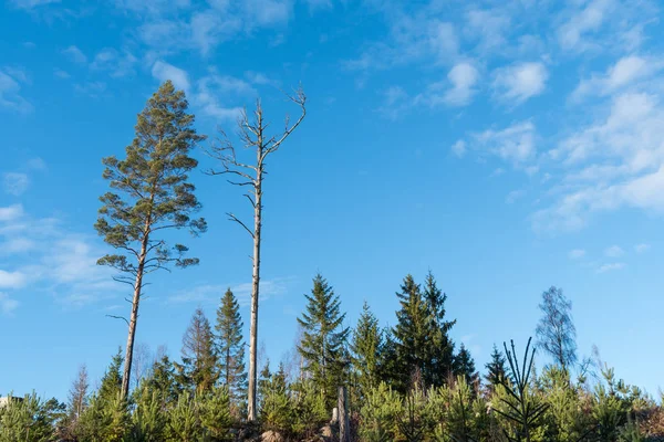 Pine tree generaties Rechtenvrije Stockfoto's