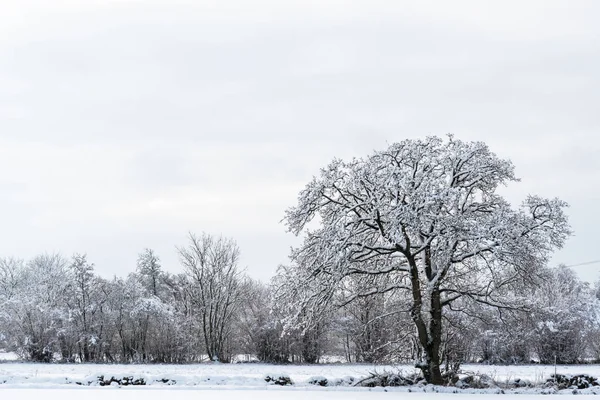 Krajobraz z duże drzewa snowy — Zdjęcie stockowe