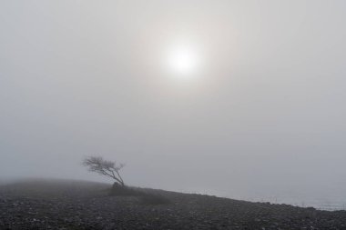 Karanlıkve ağaçta sis