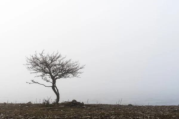 Lone tree in the mist — Stock Photo, Image