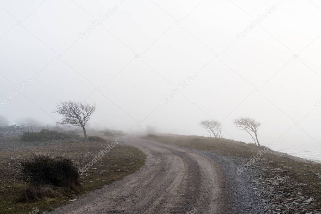 Misty spooky country road