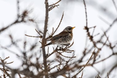 Fieldfare kuş portre