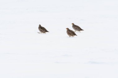 Karda üç keklik kuşları