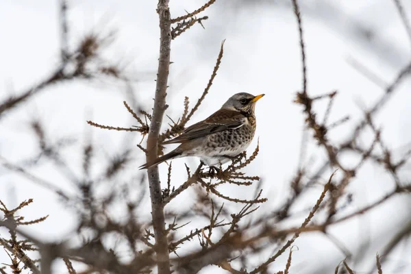 Fieldfare uccello ritratto — Foto Stock