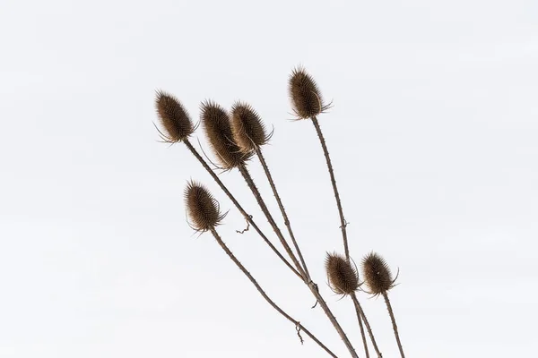 Samenkapsel zur Winterzeit — Stockfoto