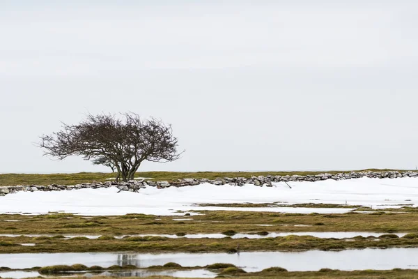 Lone tree i ett landskap med smältande snö — Stockfoto