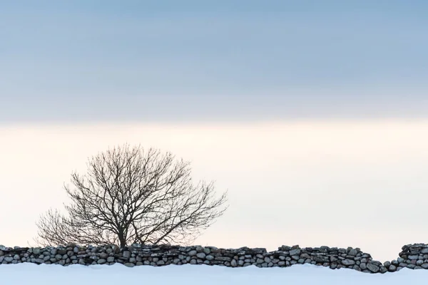 Kala träd av en stenmur — Stockfoto