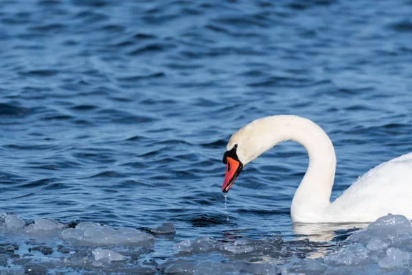 Beautiful Mute Swan Portrait — Stock Photo, Image