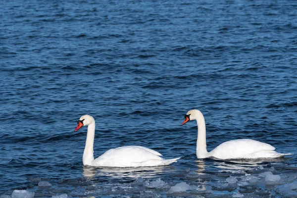 Coppia Cigno Muto in acqua fredda — Foto Stock