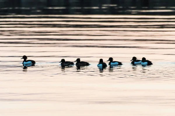 Flock with Tufted Ducks — Stock Photo, Image