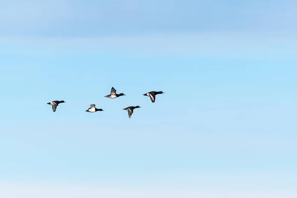 Formação de pássaros com patos adornados — Fotografia de Stock