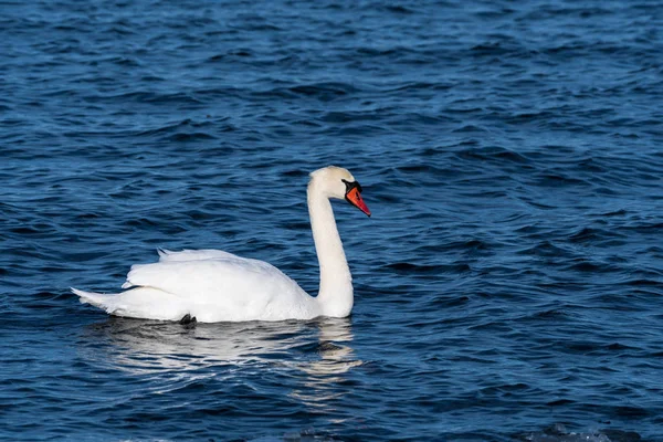 Elegant Mute Swan in blue water — Stock Photo, Image