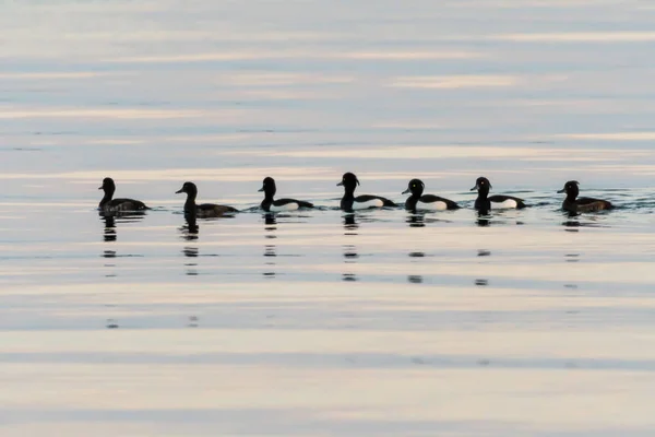 Tufted Ducks swimming in a row — Stock Photo, Image