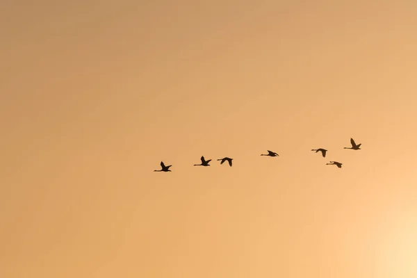 Fliegende Schwäne Silhouetten durch einen farbigen Himmel — Stockfoto