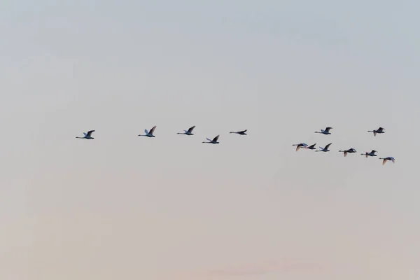 Flying White Swans Formation — Stock Photo, Image