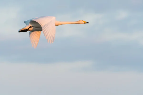 Volando hermoso cisne Whopper —  Fotos de Stock