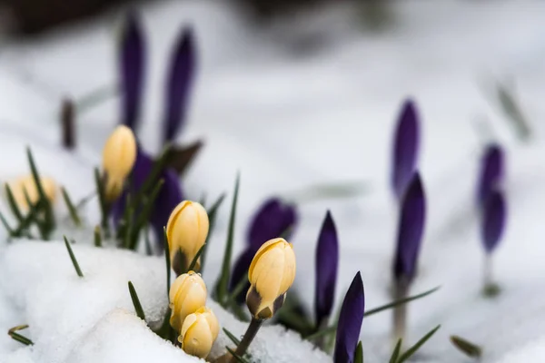 Yellow crocuses in melting snow — Stock Photo, Image