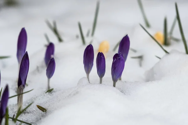 Veilchen-Krokusse im Beet — Stockfoto