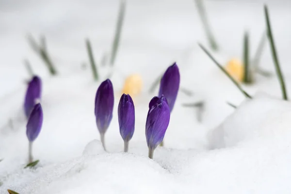 Lente seizoen met crocus bloemen in sneeuw — Stockfoto
