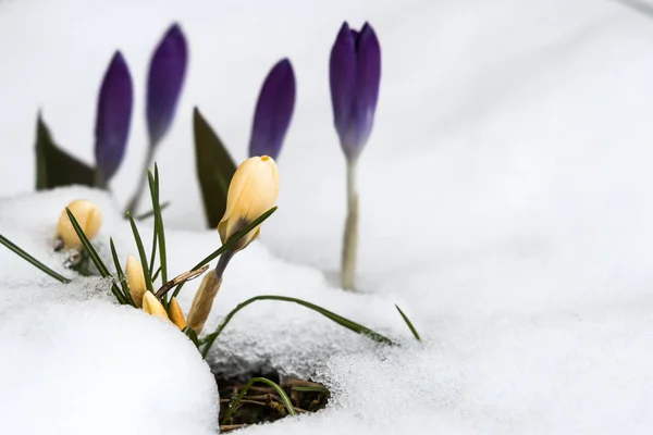 Springtime with crocuses and melting snow — Stock Photo, Image