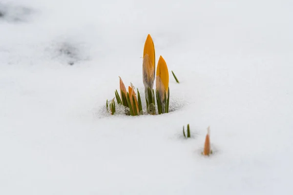 Awakening flowers in snow — Stock Photo, Image