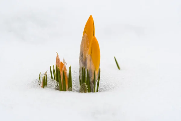 Yellow crocus buds in snow — Stock Photo, Image