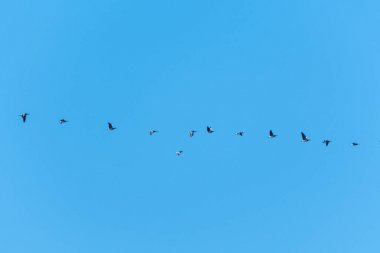 Üst üste geçirme kaz