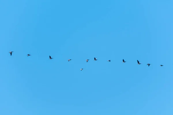 Migrating geese in a row — Stock Photo, Image