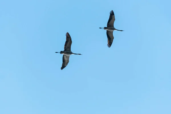 Flying Crane par — Stockfoto