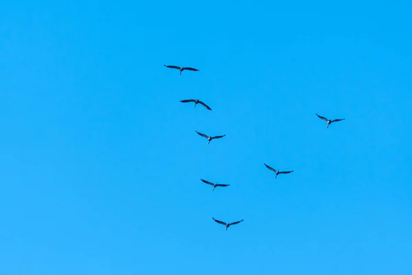 Migrating Common Cranes in  V formation — Stock Photo, Image