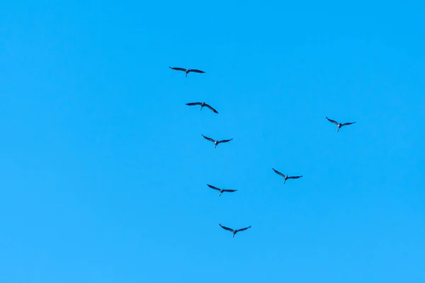 V oluşumunda geçirme ortak Vinçler — Stok fotoğraf