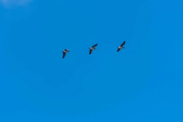 Vonuló waterfowls a tiszta kék ég — Stock Fotó